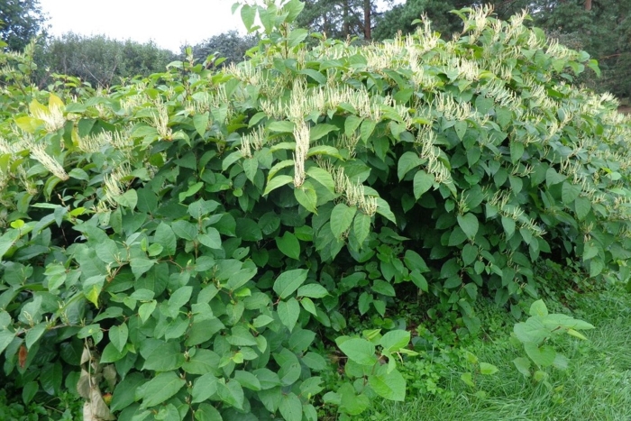 Гречиха сахалинская горец сахалинский