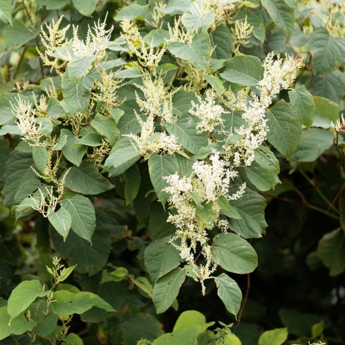 Рейнутрия японская fallopia japonica