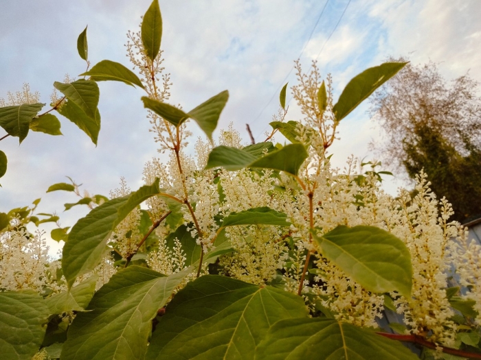 Рейнутрия сахалинская гречиха