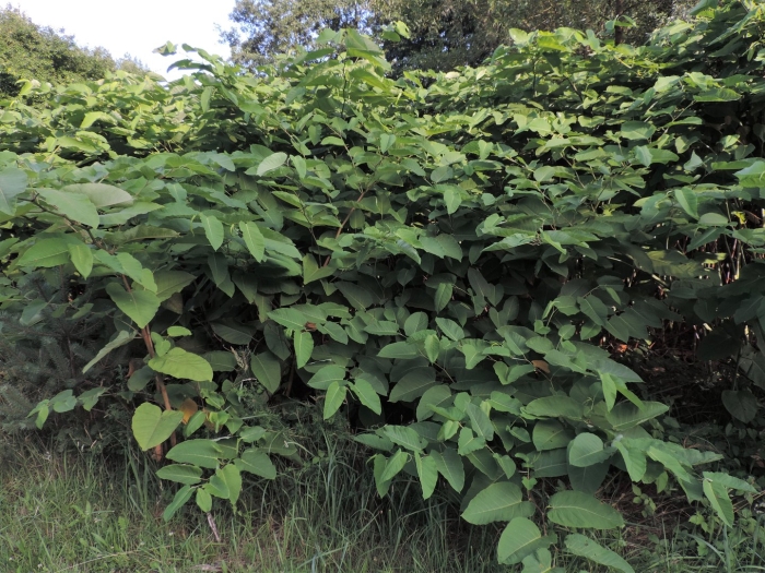 Рейнутрия сахалинская reynoutria sachalinensis