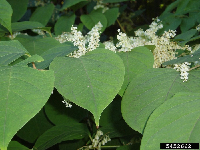 Reynoutria japonica