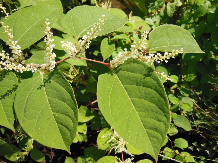 Рейнутрия сахалинская гречиха