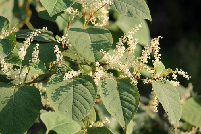 Рейнутрия японская fallopia japonica