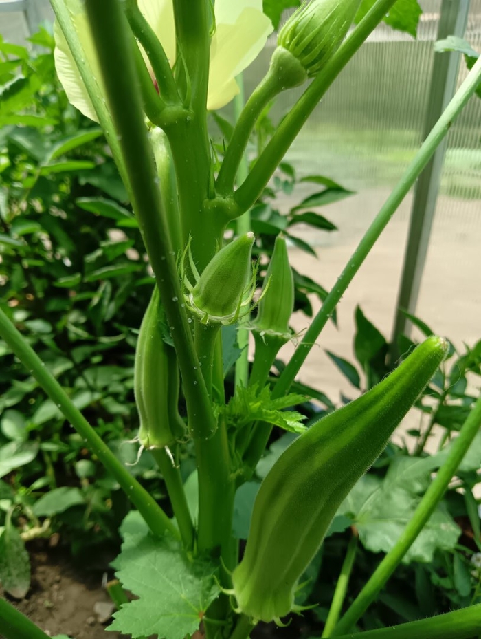 Бамия рассада