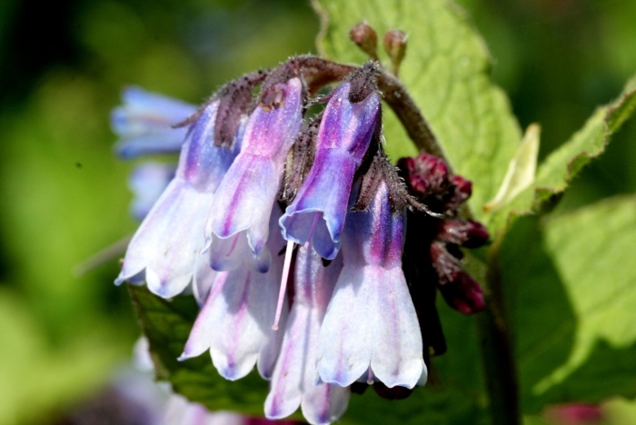 Symphytum caucasicum