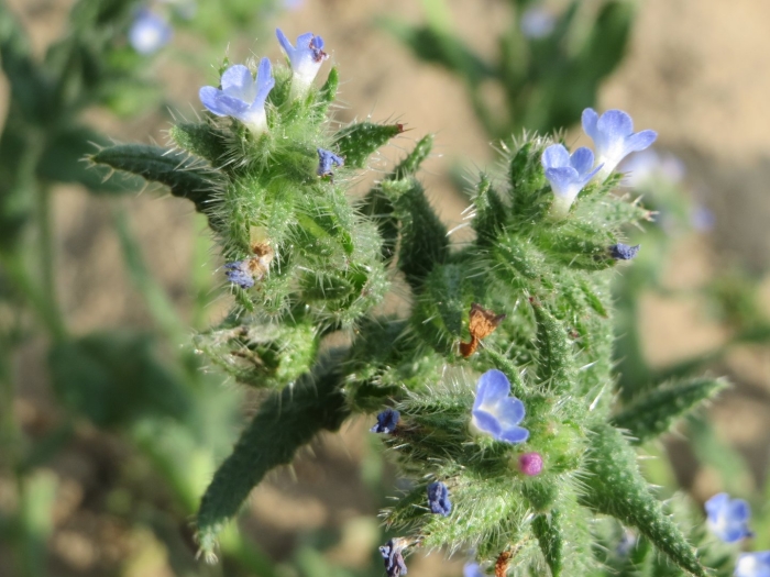 Anchusa arvensis