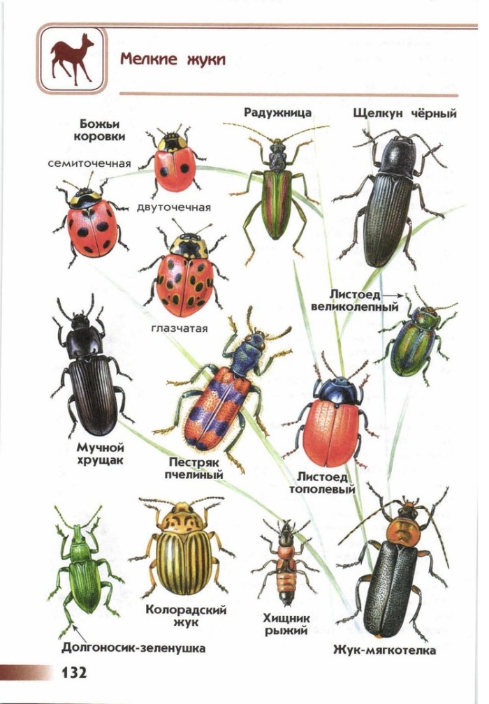 Атлас определитель название жуков 1 класс