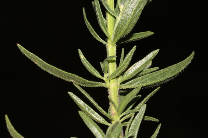 Rosmarinus officinalis