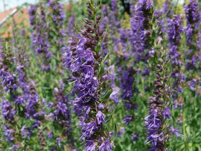 Иссоп цветок