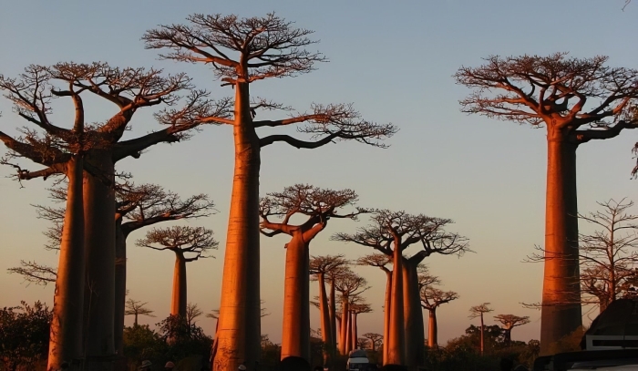 Аллея баобабов мадагаскар