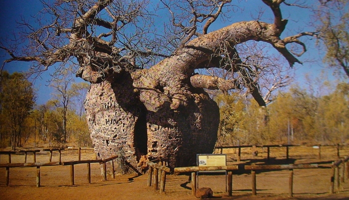 Баобаб бутылочное дерево