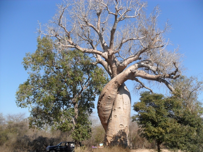 Дерево баобаб