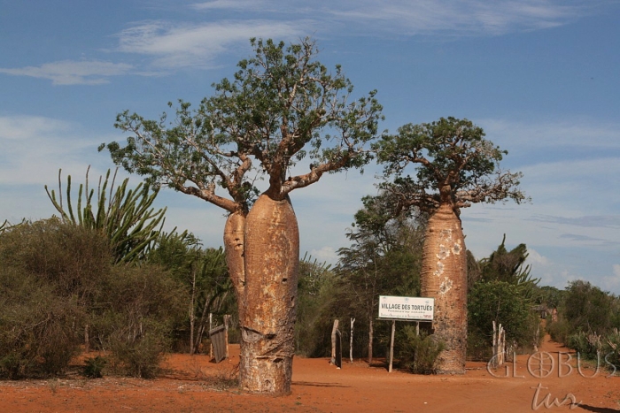 Исполинский баобаб