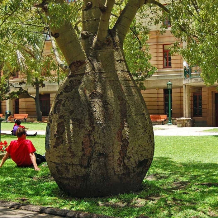 Брахихитон наскальный