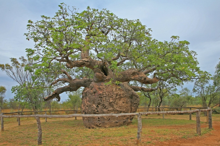 Boab prison tree