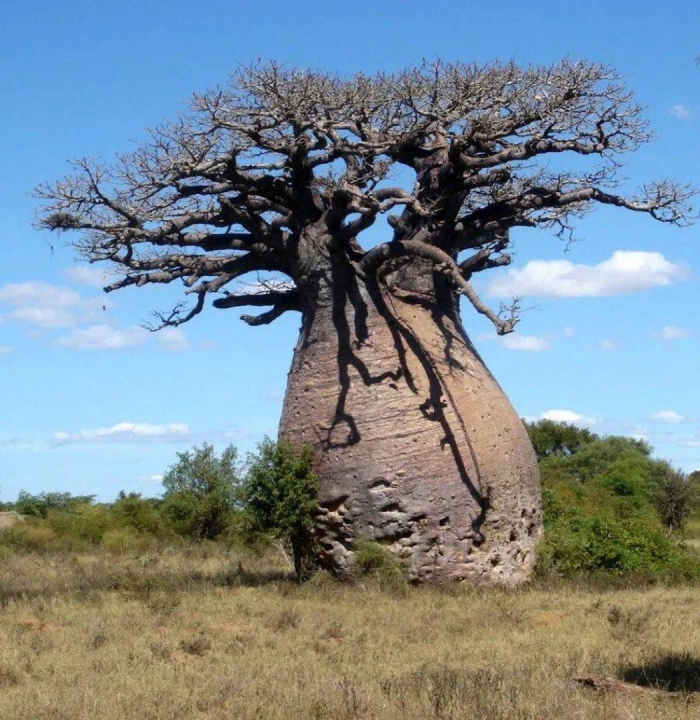 Баобаб чудо дерево