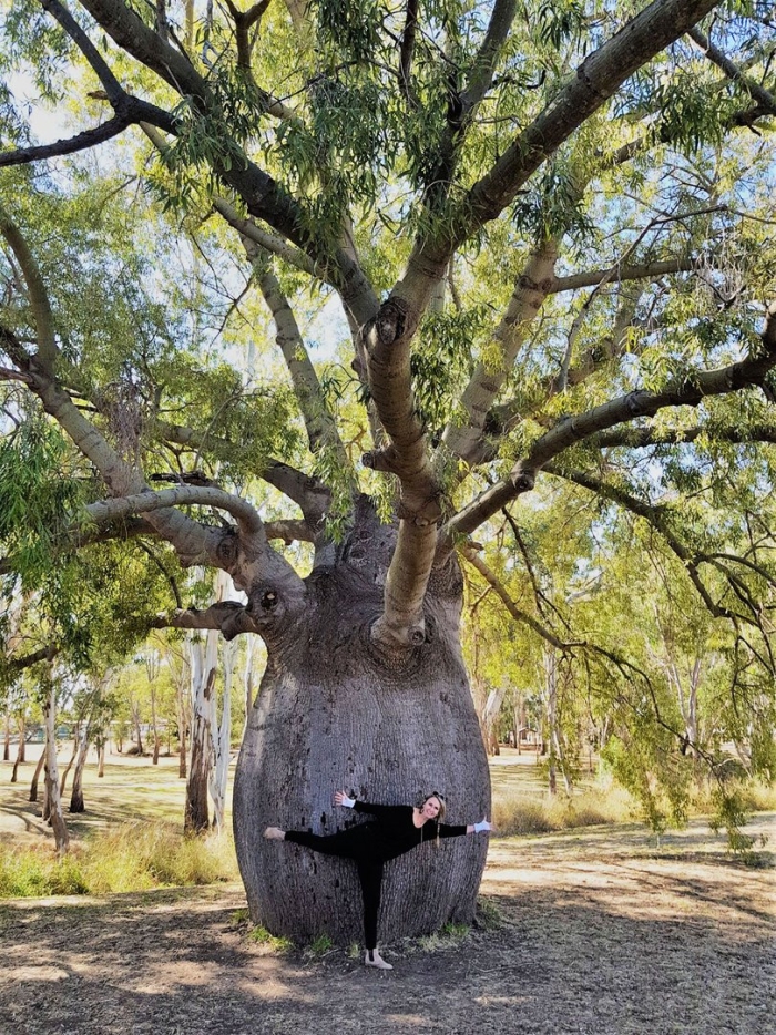 Queensland bottle tree