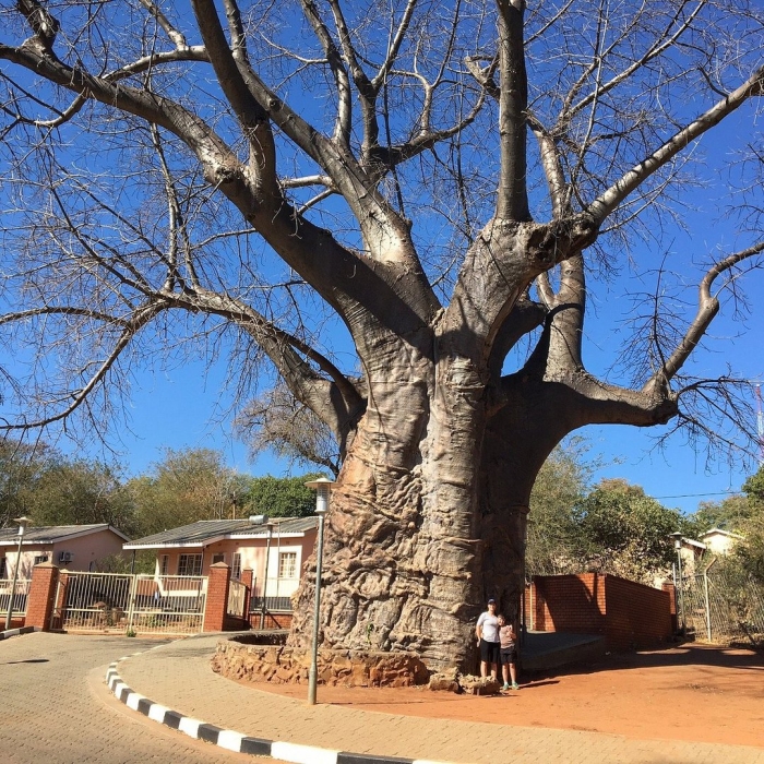 Баобаб самое толстое дерево в мире