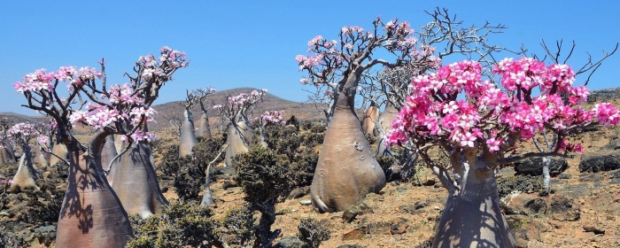Роза пустыни дерево сокотра