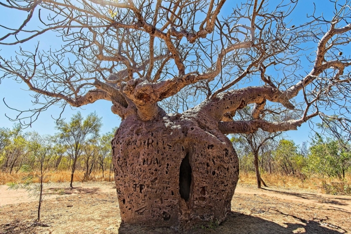 Баобаб австралийский