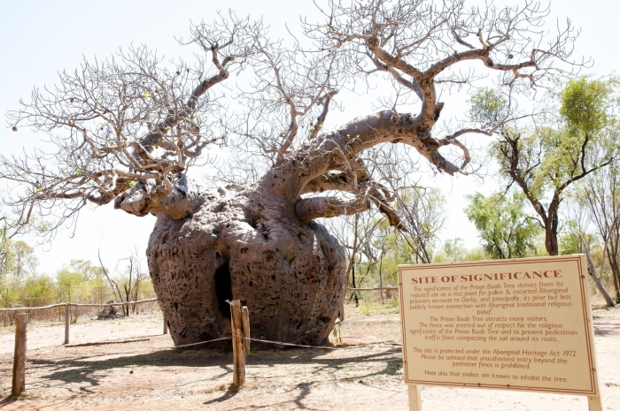 Baobab tree