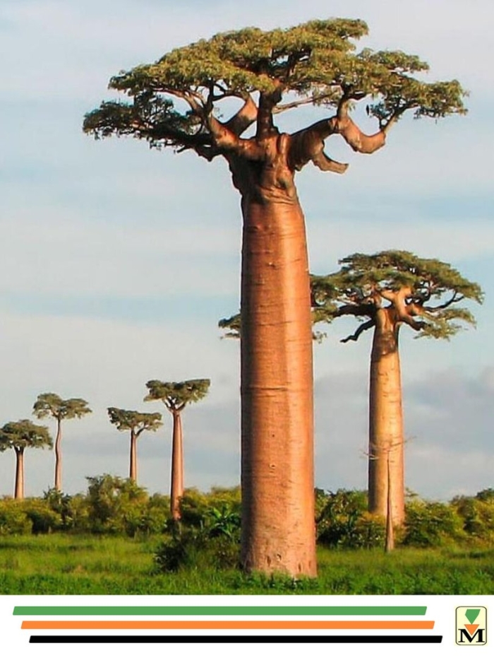 Баобаб африканский ботаническая
