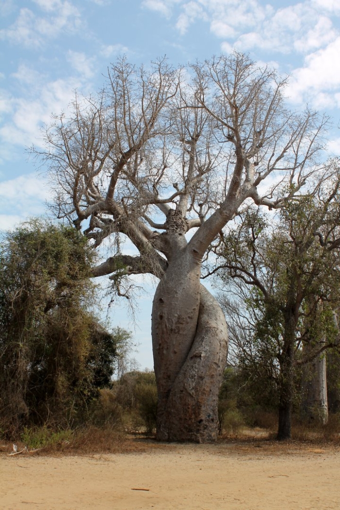 Adansonia rubrostipa