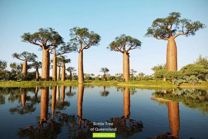 Баобаб африканский ботаническая