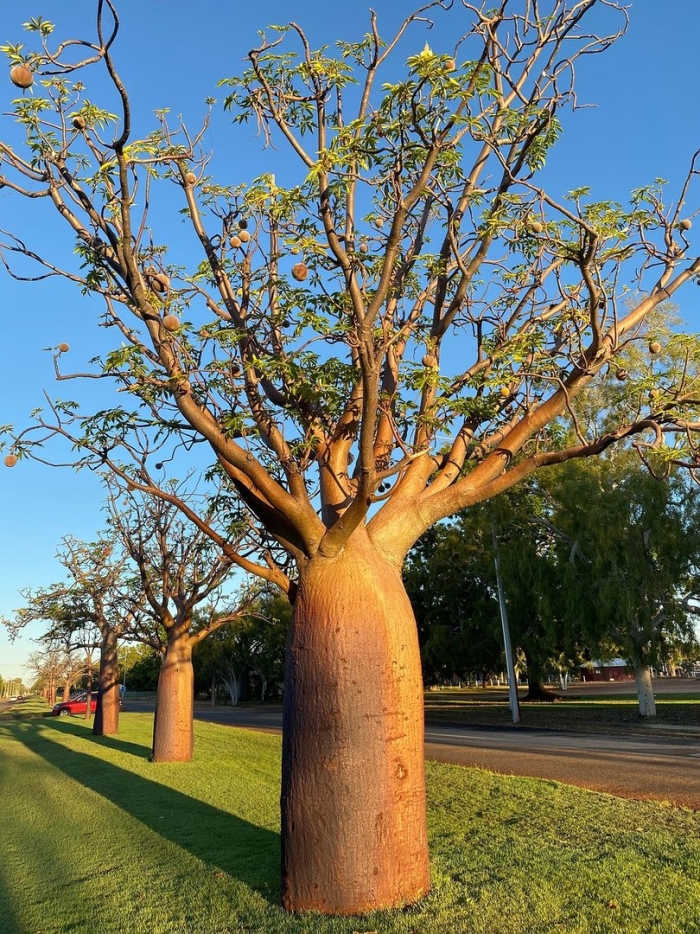 Boab tree