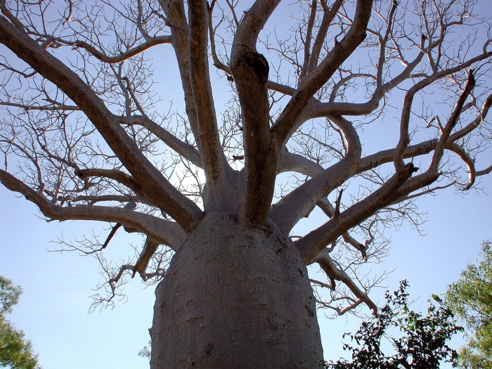 Adansonia gregorii