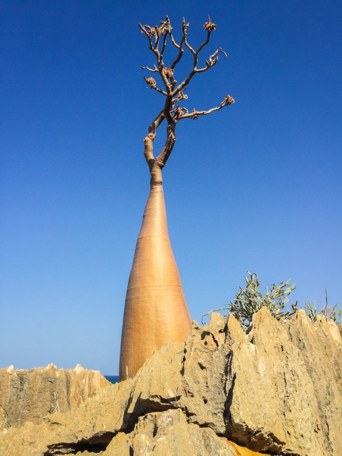Бутылочное дерево сокотра