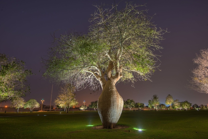 Бутылочное дерево австралия