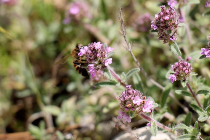 Тимьян ползучий thymus serpyllum
