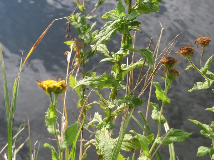 Блошница дизентерийная