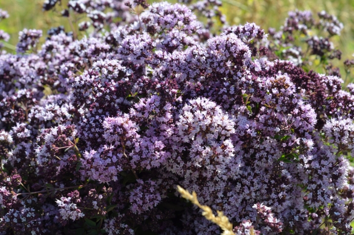 Душица лекарственная