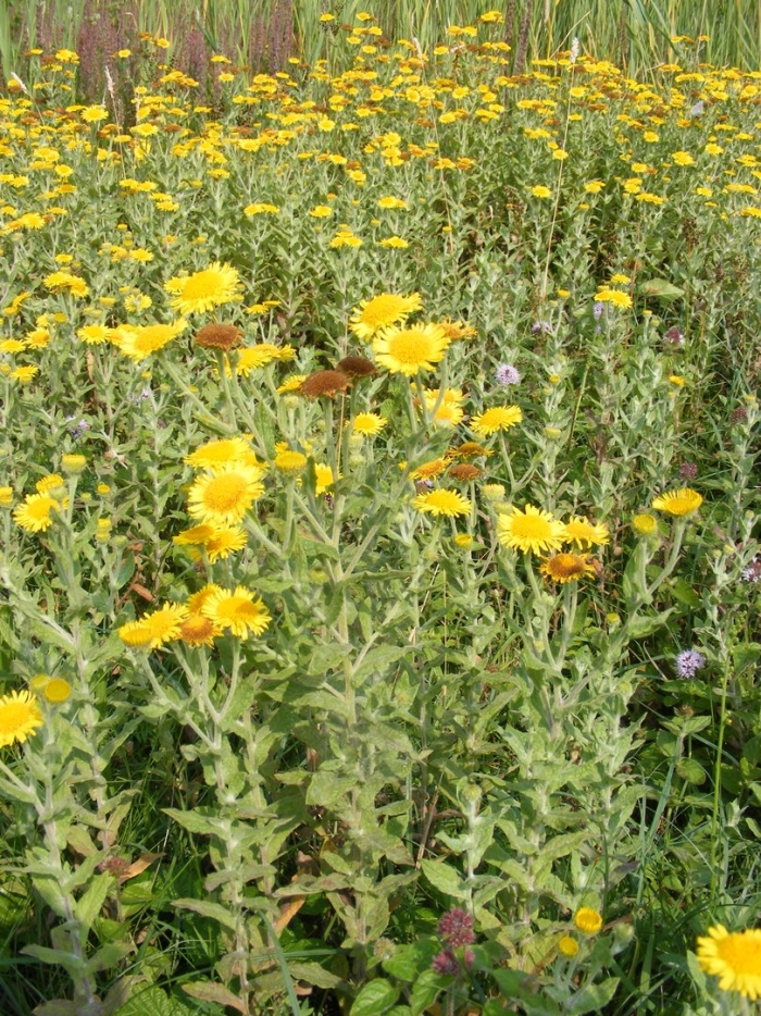 Блошница дизентерийная