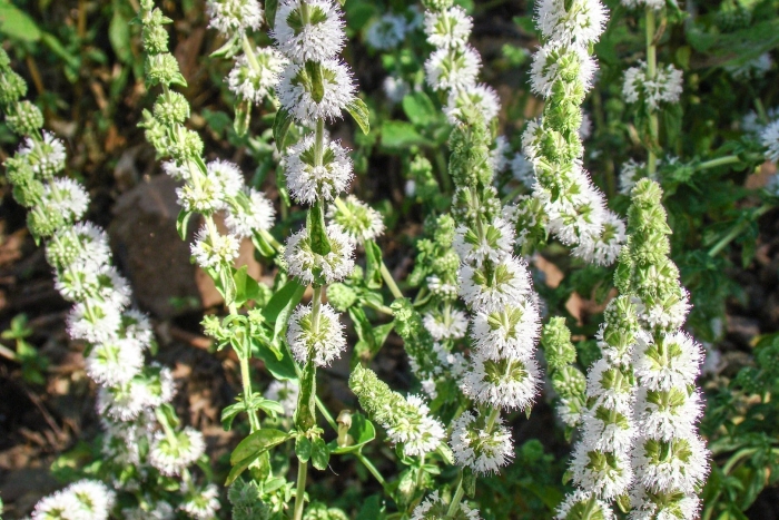 Mentha spicata