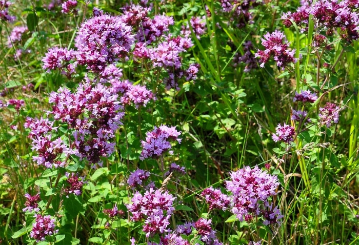 Душица обыкновенная орегано