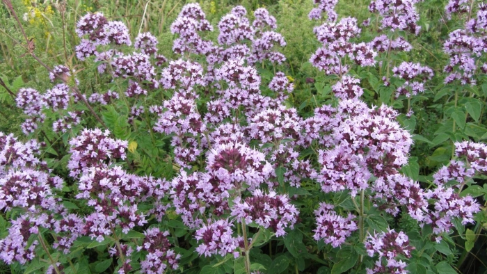 Матрёшка душица трава