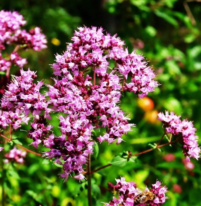 Душица обыкновенная