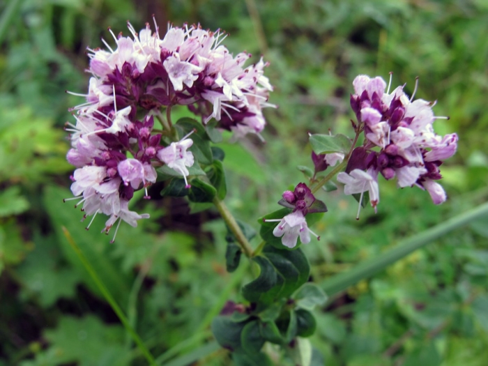 Орегано душица приправа