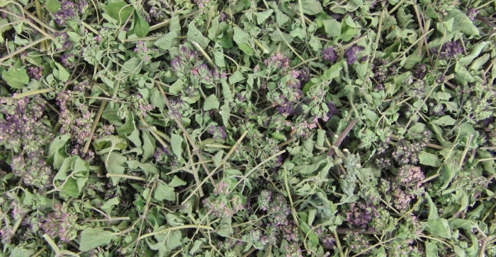 Душица трава