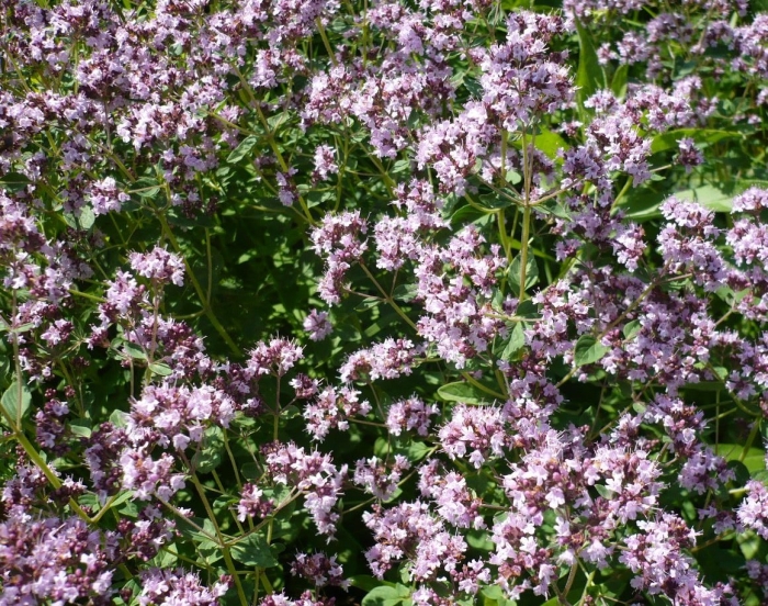 Душица обыкновенная трава