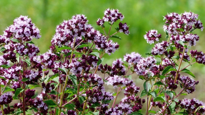 Душица обыкновенная орегано