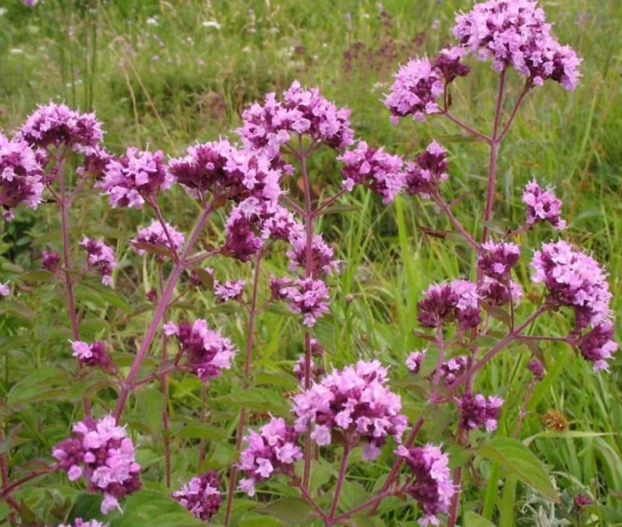 Травы башкирии душица