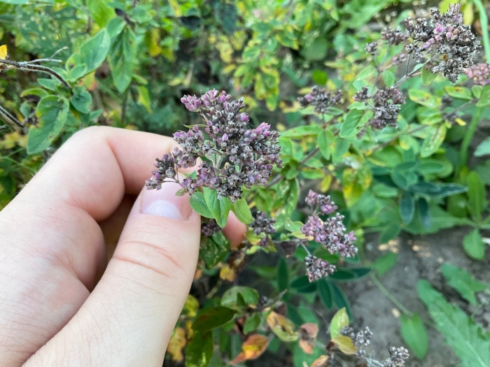 Душица орегано северное сияние