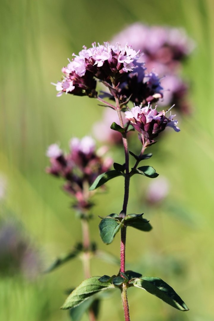 Лесная мята душица