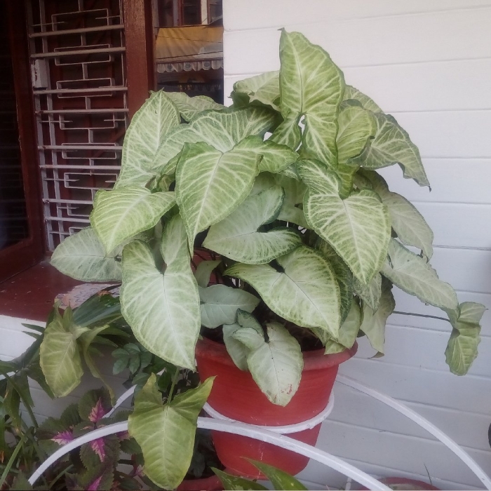 Сингониум ножколистный