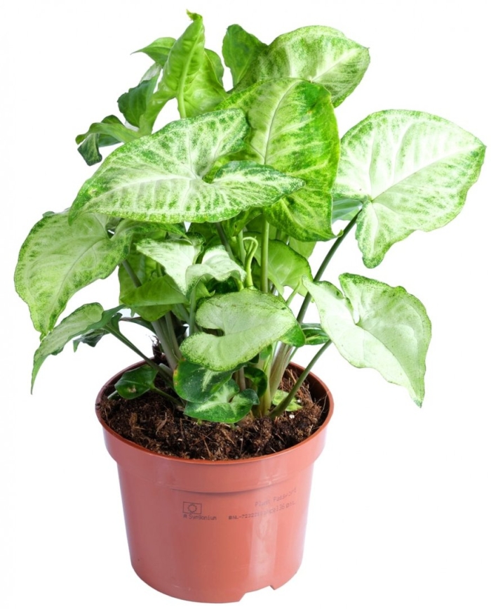 Сингониум вайт баттерфляй