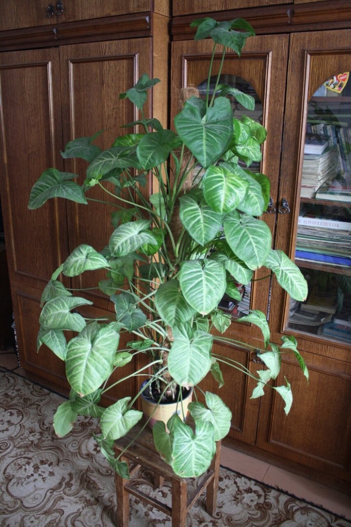 Цветок сингониум